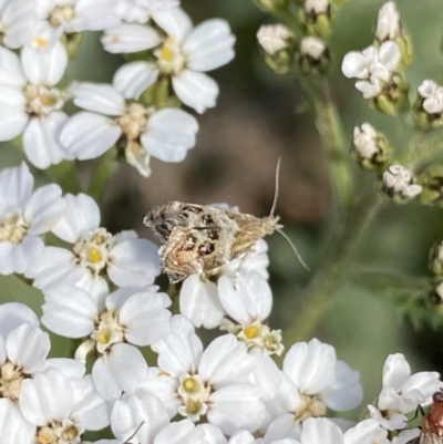 Tebenna micalis (Small Thistle Moth) at Geehi, NSW - 16 Apr 2022 by Ned_Johnston