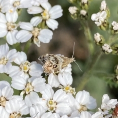 Tebenna micalis (Small Thistle Moth) at Kosciuszko National Park - 16 Apr 2022 by Ned_Johnston