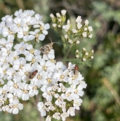 Tebenna micalis at Geehi, NSW - 16 Apr 2022