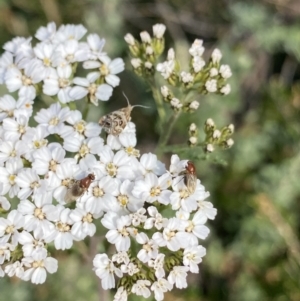 Tebenna micalis at Geehi, NSW - 16 Apr 2022