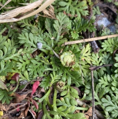 Leptinella filicula (Mountain Cotula) at Geehi, NSW - 16 Apr 2022 by NedJohnston