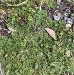 Leptinella filicula at Geehi, NSW - 16 Apr 2022