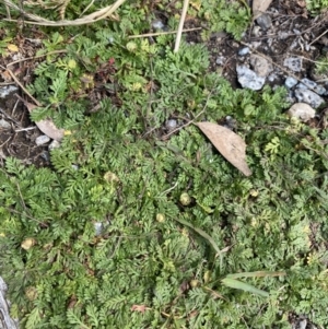 Leptinella filicula at Geehi, NSW - 16 Apr 2022