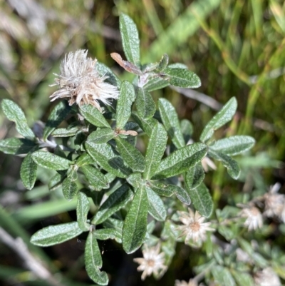 Olearia phlogopappa subsp. serrata at Kosciuszko National Park, NSW - 16 Apr 2022 by NedJohnston