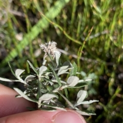 Olearia phlogopappa subsp. serrata at Kosciuszko National Park, NSW - 16 Apr 2022 12:43 PM