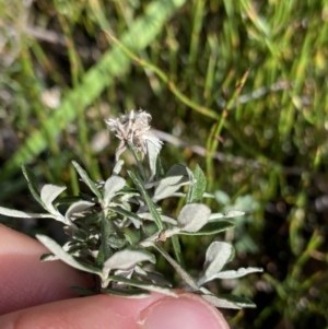 Olearia phlogopappa subsp. serrata at Kosciuszko National Park, NSW - 16 Apr 2022