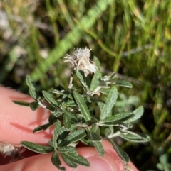 Olearia phlogopappa subsp. serrata at Kosciuszko National Park, NSW - 16 Apr 2022 12:43 PM