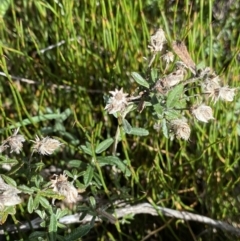 Olearia phlogopappa subsp. serrata at Kosciuszko National Park, NSW - 16 Apr 2022