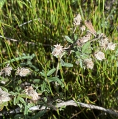 Olearia phlogopappa subsp. serrata at Kosciuszko National Park, NSW - 16 Apr 2022 12:43 PM