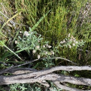 Olearia phlogopappa subsp. serrata at Kosciuszko National Park, NSW - 16 Apr 2022 12:43 PM