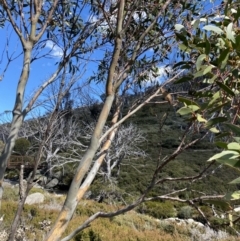 Eucalyptus pauciflora subsp. niphophila (Alpine Snow Gum) at Kosciuszko National Park, NSW - 16 Apr 2022 by NedJohnston