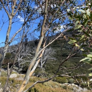 Eucalyptus pauciflora subsp. niphophila at Kosciuszko National Park, NSW - 16 Apr 2022