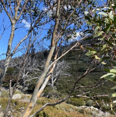 Eucalyptus pauciflora subsp. niphophila (Alpine Snow Gum) at Kosciuszko National Park - 16 Apr 2022 by NedJohnston