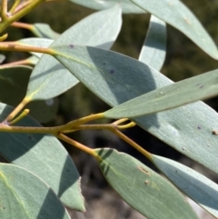 Eucalyptus pauciflora subsp. niphophila at Kosciuszko National Park - 16 Apr 2022 12:42 PM