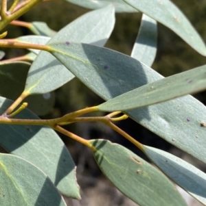 Eucalyptus pauciflora subsp. niphophila at Kosciuszko National Park, NSW - 16 Apr 2022