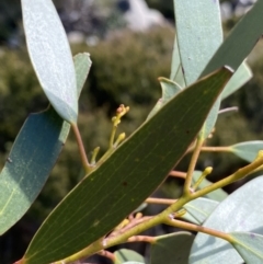 Eucalyptus pauciflora subsp. niphophila at Kosciuszko National Park - 16 Apr 2022 12:42 PM