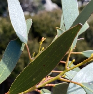 Eucalyptus pauciflora subsp. niphophila at Kosciuszko National Park - 16 Apr 2022 12:42 PM