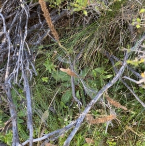 Plantago euryphylla at Geehi, NSW - 16 Apr 2022 12:28 PM