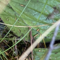 Plantago euryphylla at Geehi, NSW - 16 Apr 2022 12:28 PM