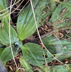 Plantago euryphylla at Geehi, NSW - 16 Apr 2022 12:28 PM