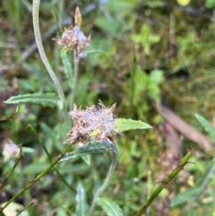 Euchiton sp. (A Cudweed) at Geehi, NSW - 16 Apr 2022 by NedJohnston
