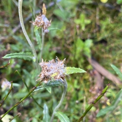 Euchiton sp. (A Cudweed) at Geehi, NSW - 16 Apr 2022 by NedJohnston