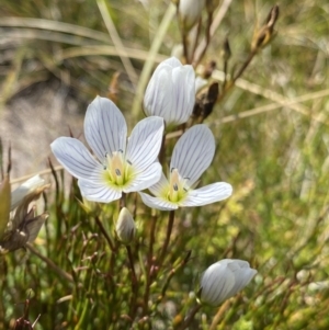 Gentianella cunninghamii subsp. cunninghamii at Kosciuszko National Park, NSW - 16 Apr 2022