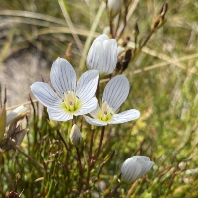 Gentianella cunninghamii subsp. cunninghamii (Cunningham's Snow Gentian) at Kosciuszko National Park, NSW - 16 Apr 2022 by NedJohnston