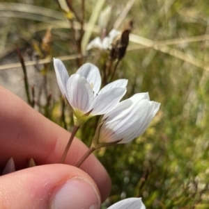 Gentianella cunninghamii subsp. cunninghamii at Kosciuszko National Park, NSW - 16 Apr 2022