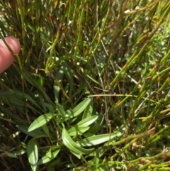 Gentianella cunninghamii subsp. cunninghamii at Kosciuszko National Park, NSW - 16 Apr 2022