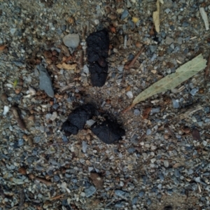 Unidentified Mammal (TBC) at suppressed by SamC_ 