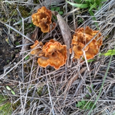 Podoscypha petalodes at Cooma North Ridge Reserve - 22 Apr 2022 by mahargiani