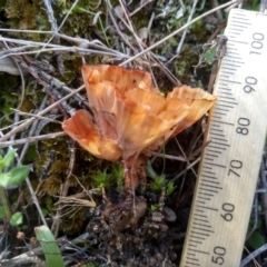 Podoscypha petalodes at Cooma, NSW - 22 Apr 2022