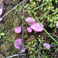 Hygrocybe sp. (gills white/cream) (Waxcaps) at Cooma North Ridge Reserve - 22 Apr 2022 by mahargiani