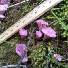 Hygrocybe sp. (gills white/cream) at Cooma, NSW - 22 Apr 2022