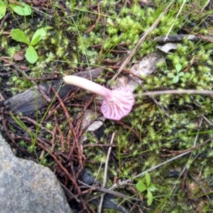 Hygrocybe sp. (gills white/cream) at Cooma, NSW - 22 Apr 2022 02:19 PM