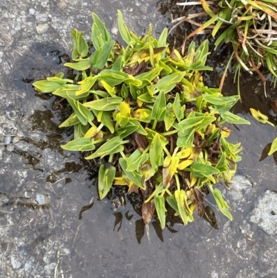 Psychrophila introloba (Alpine Marsh-marigold) at Kosciuszko National Park - 16 Apr 2022 by Ned_Johnston