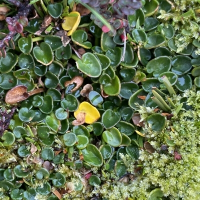 Diplaspis nivis (Snow Pennywort) at Geehi, NSW - 16 Apr 2022 by Ned_Johnston