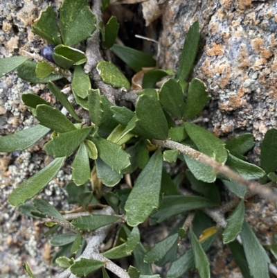 Melicytus angustifolius subsp. divaricatus (Divaricate Tree Violet) at Geehi, NSW - 17 Apr 2022 by NedJohnston