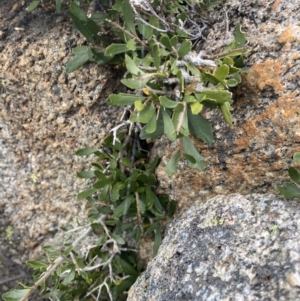 Melicytus angustifolius subsp. divaricatus at Geehi, NSW - 17 Apr 2022