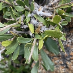 Melicytus angustifolius subsp. divaricatus at Geehi, NSW - 17 Apr 2022