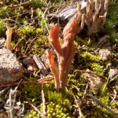 Clavulina sp. (A coral fungus) at Cooma North Ridge Reserve - 22 Apr 2022 by mahargiani