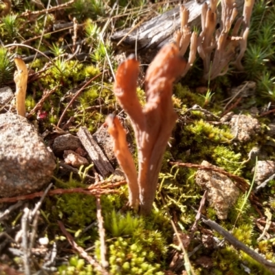 Clavulina sp. (A coral fungus) at Cooma North Ridge Reserve - 22 Apr 2022 by mahargiani