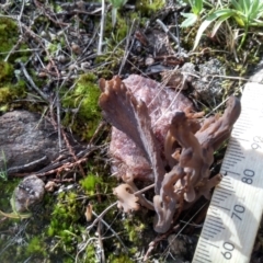 Clavulina sp. at Cooma, NSW - 22 Apr 2022 02:25 PM