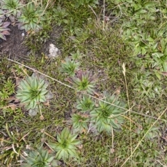 Plantago muelleri (Star Plantain) at Geehi, NSW - 17 Apr 2022 by NedJohnston