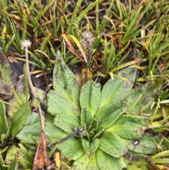 Plantago muelleri at Geehi, NSW - 17 Apr 2022 09:19 AM