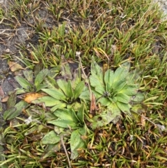 Plantago muelleri at Geehi, NSW - 17 Apr 2022