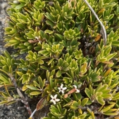 Pentachondra pumila (Carpet Heath) at Geehi, NSW - 16 Apr 2022 by Ned_Johnston