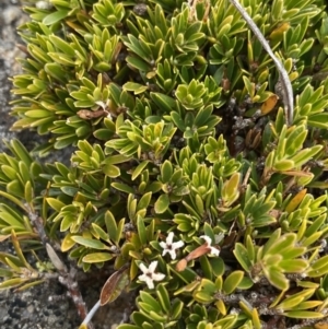 Pentachondra pumila at Geehi, NSW - 17 Apr 2022