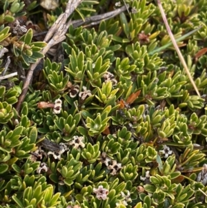 Pentachondra pumila at Geehi, NSW - 17 Apr 2022